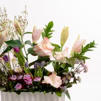 أصداء التوليب