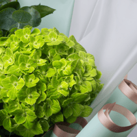 لحن الهايدرا والجوري