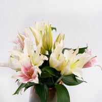 نقاء الزنبق