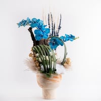 أزرق أوركيدا