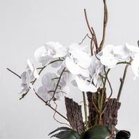 أوركيد الندى