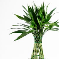 بامبو الظلال