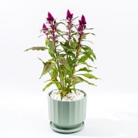 نسمات سيليوسيا