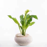 فازة نقاء الكالا