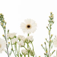 سيمفونية الجربيرا البيضاء