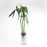 بامبو الأفقية