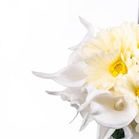 اشراقة الجيربيرا والكالا