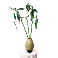 سكون البامبو