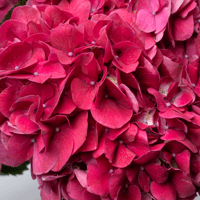 شغف الهيدرنجا