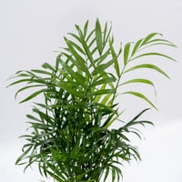 لمسة الحياة