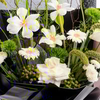 تناغم التوليب