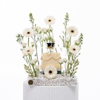 سيمفونية الجربيرا البيضاء