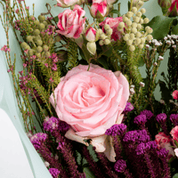 أطياف وردية