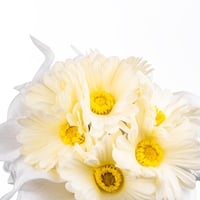 اشراقة الجيربيرا والكالا