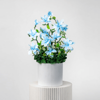 عبير الماجنوليا