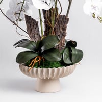 أوركيد الندى