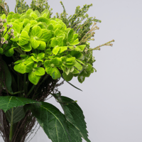 نسمات خضراء