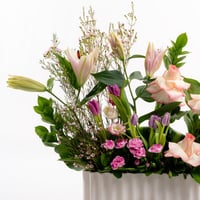 أصداء التوليب