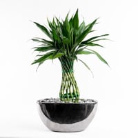 بامبو الضوء