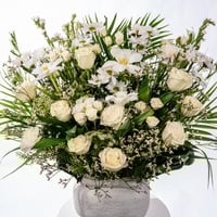 نقاء الياسمين