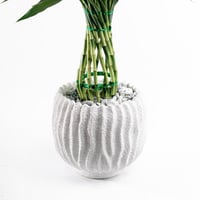 بامبو الظلال