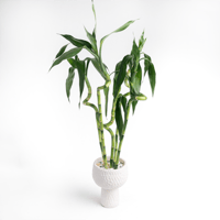 بامبو الريف