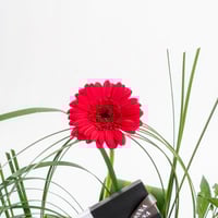 جوري كلاسيك