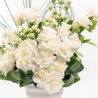 نقاء الياسمين