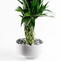 بامبو الأناقة