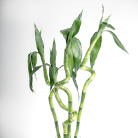 بامبو الخيال