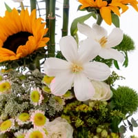 تناغم الدوّار والبابونج