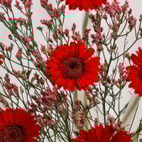 لهيب الجيربيرا