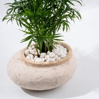 لمسة الحياة