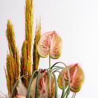 همسة مرجانية