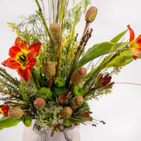 توليب الوادي