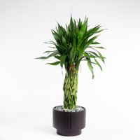 بامبو الأثر