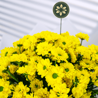 ربيع الأقحوان