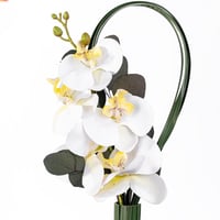 قلب الأوركيد