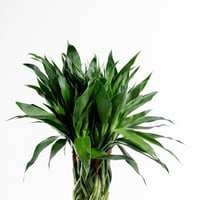 بامبو المدى