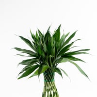 بامبو الضوء