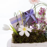 بياض التوليب