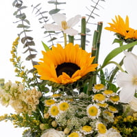 تناغم الدوّار والبابونج