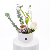 فازة همس التوليب