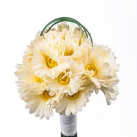 جيربيرا الصفاء