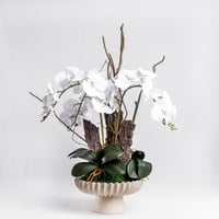 أوركيد الندى