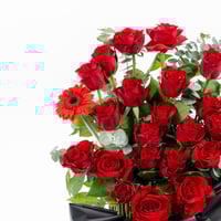 نبض الورد الأحمر