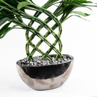 بامبو السُّكون