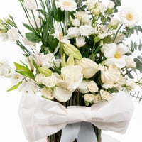 جوري الصفاء الأبيض