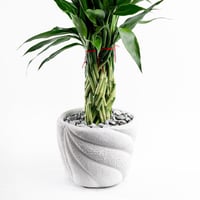 بامبو التوازن