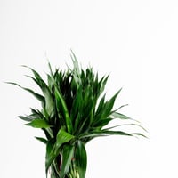 بامبو الأناقة